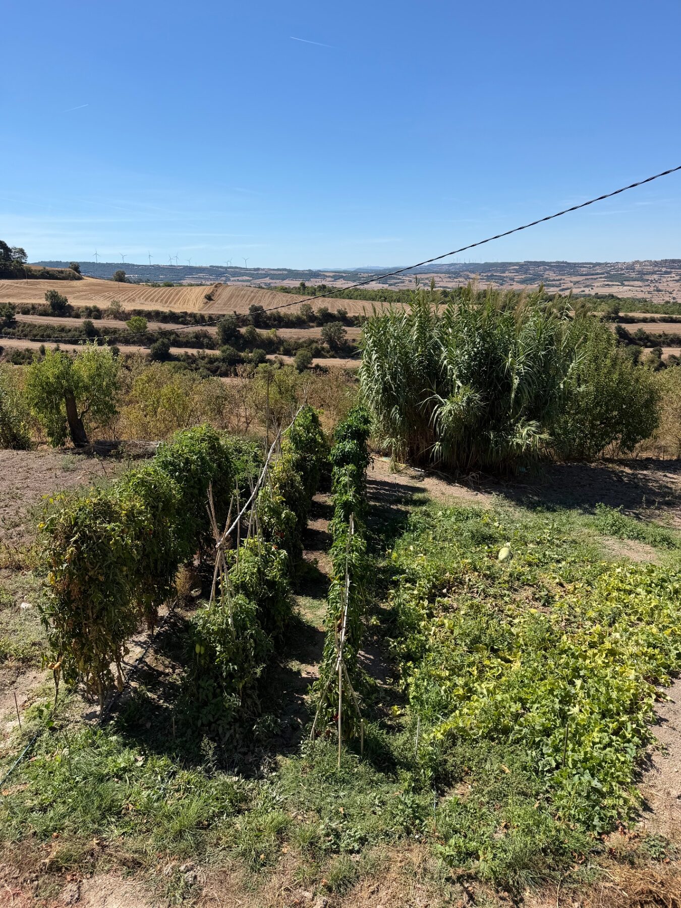 Hort ecològic